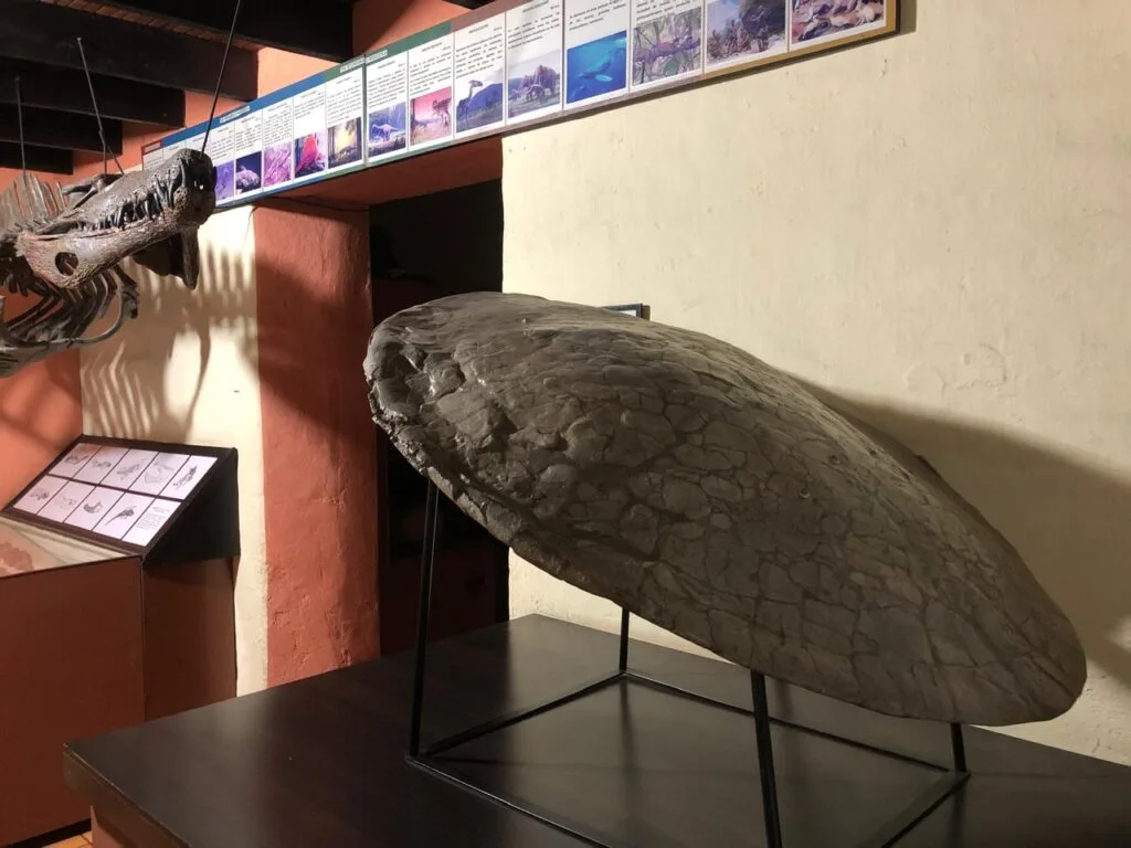 Descubrimiento en Socha: Restos fósiles de una tortuga gigante que habitó hace 57 millones de años, revela detalles de la prehistórica del país