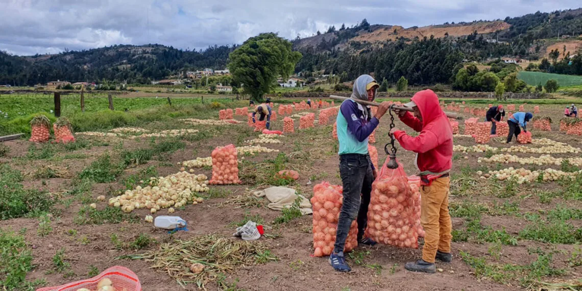 Cultivadores de cebolla cabezona de Boyacá enfrentan pérdidas por bajos precios