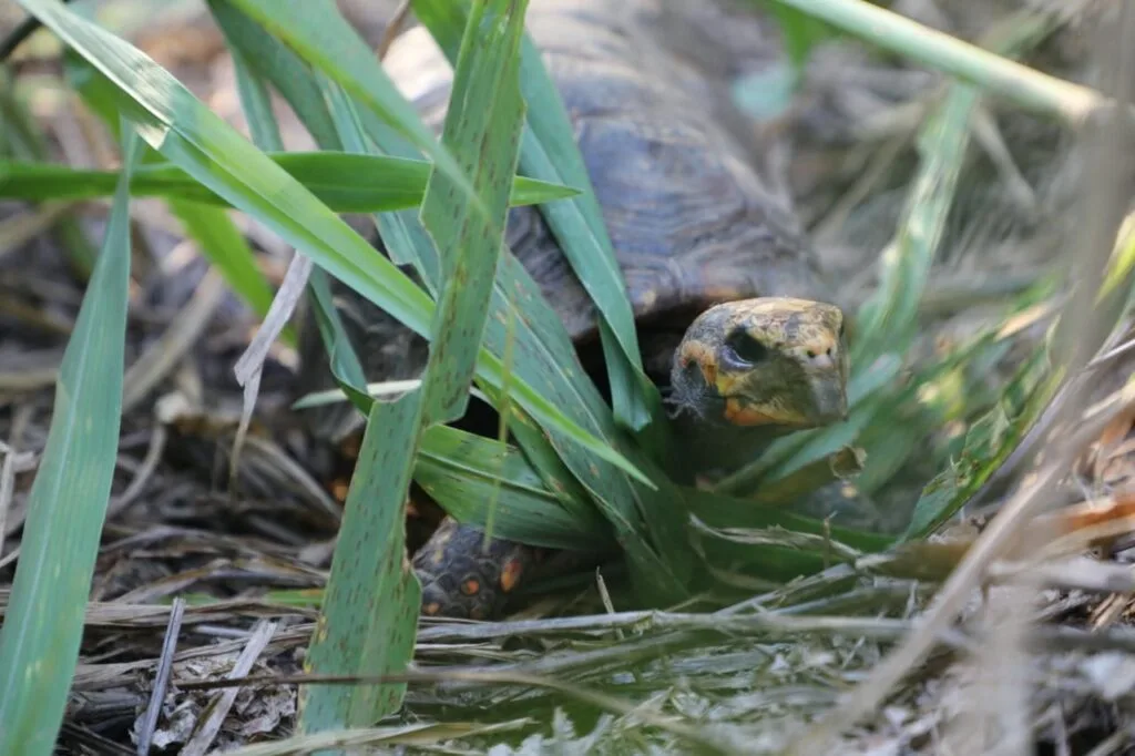 Comunidades en Boyacá comprometidos cada vez más con el cuidado de la Fauna Silvestre