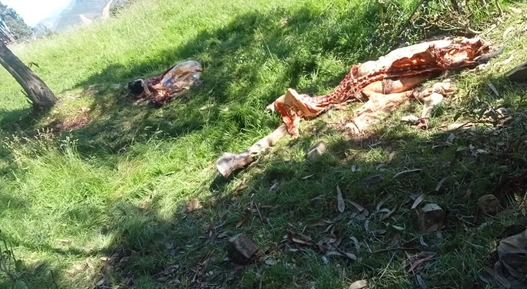 Millonarias pérdidas en ganaderos por abigeato y carneo en Boyacá