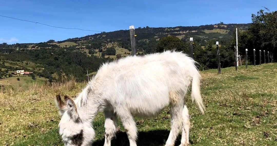 Boyacá, cerca de 20 años exportando burros