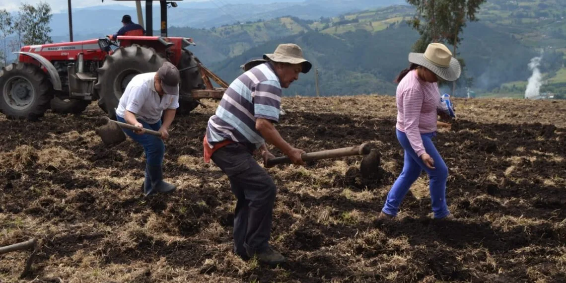 Campesinos de Paipa, siembran, cosechan y dividen equitativamente los frutos que les brinda la tierra
