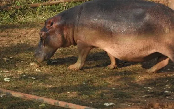 Autoridad ambiental le pone la lupa a hipopótamos en Puerto Boyacá como especie invasora