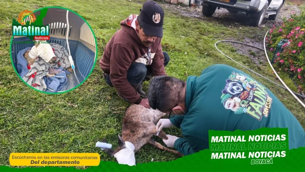 Venado cola blanca regresa a la libertad gracias a Corpoboyacá en Siachoque,Boyacá