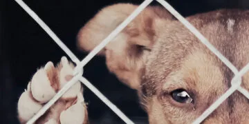 En Chiquinquirá definieron la Agenda de Protección Animal en Boyacá