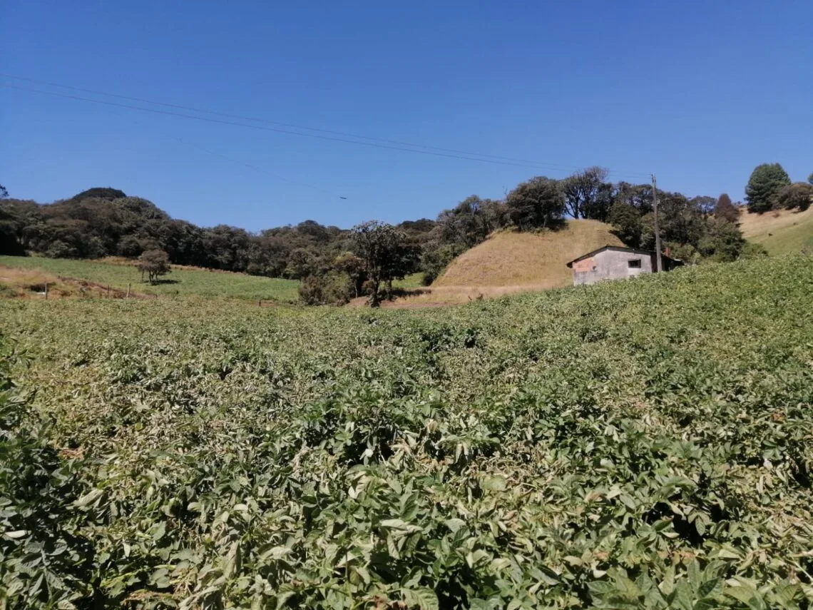 Cerca de 5000 hectáreas de cultivos de papa en Boyacá han sido afectadas por las bajas temperaturas.