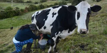 Variación del clima, sería la causa de reducción en producción de leche en la Provincia de Sugamuxi