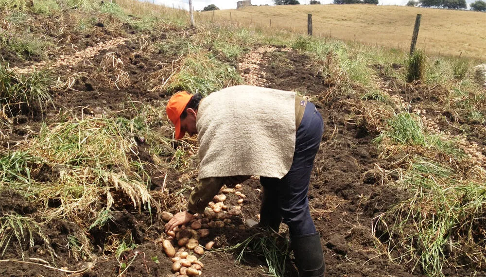Este jueves en Santana se realizará la Jornada de Negocios vinculados en ‘Agricultura por Contrato’