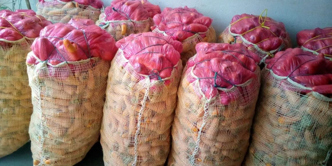 Boyacá estandariza el peso del bulto de zanahoria, no puede superar los 50 kg 
