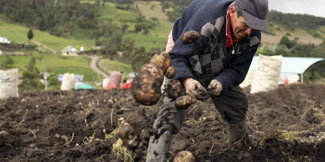 Escasez de cultivos de papa, otra dura realidad del campo boyacense
