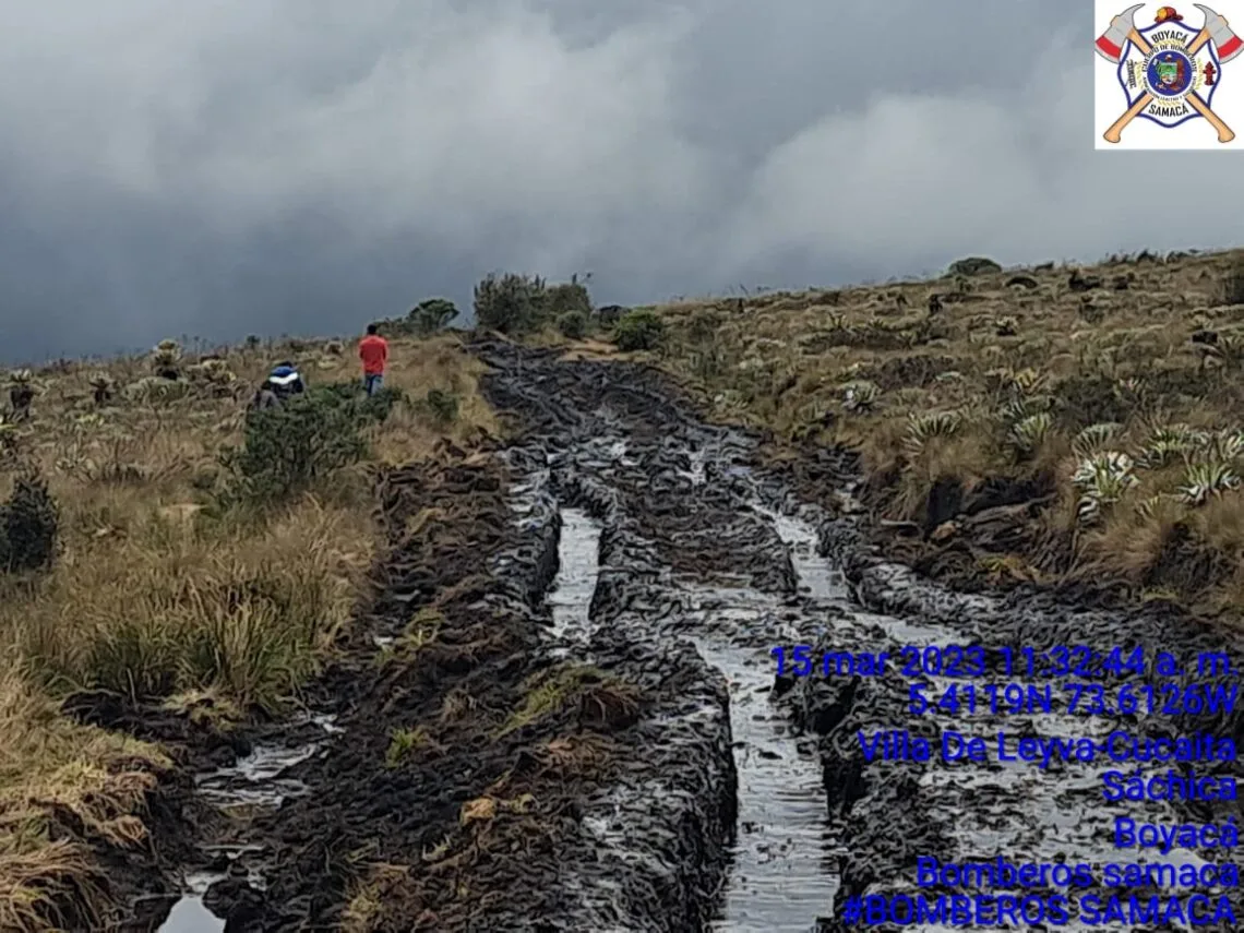 En Imágenes: Ecocidio en el Páramo de Rabanal, maquinaria arrasó con decenas de frailejones