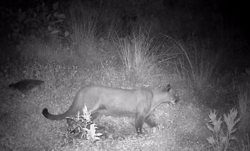 Presencia de un Puma en el sur - oriente de Boyacá genera preocupación entre las comunidades. Autoridades piden no atacarlo  