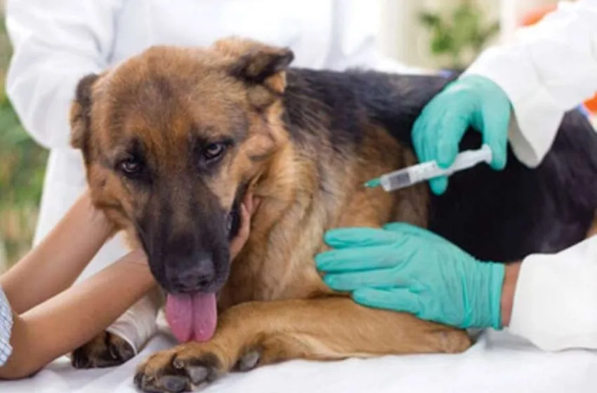 Santa Rosa de Viterbo se alista para la gran jornada de vacunación antirrábica canina y felina