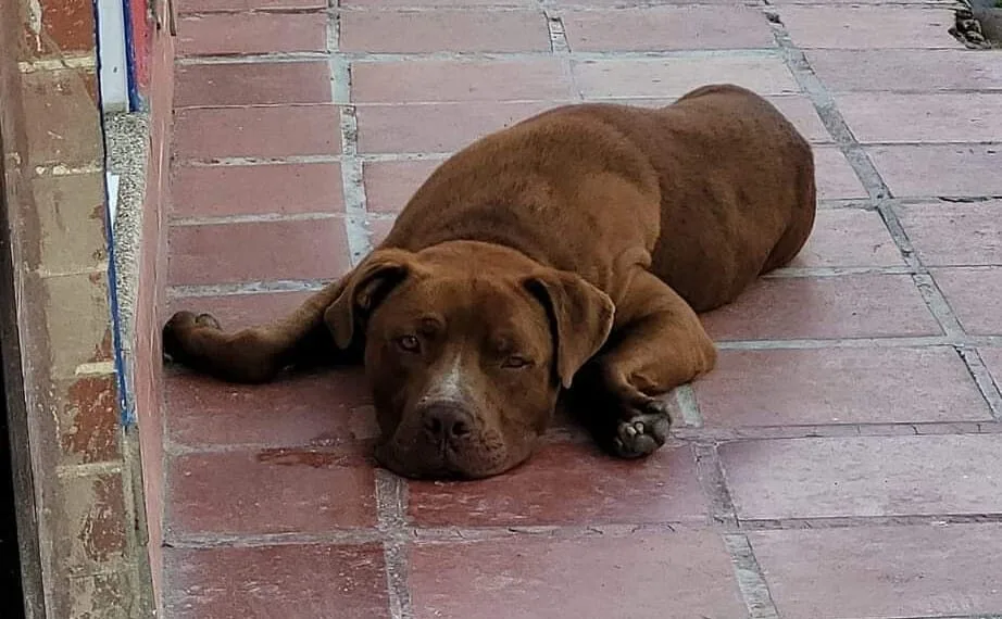 Indignación en Moniquirá por asesinato de “Chocolate”