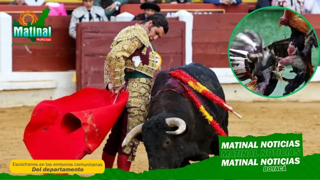 Histórico fallo: Corte Constitucional prohíbe toros, cabalgatas y peleas de gallos en Colombia