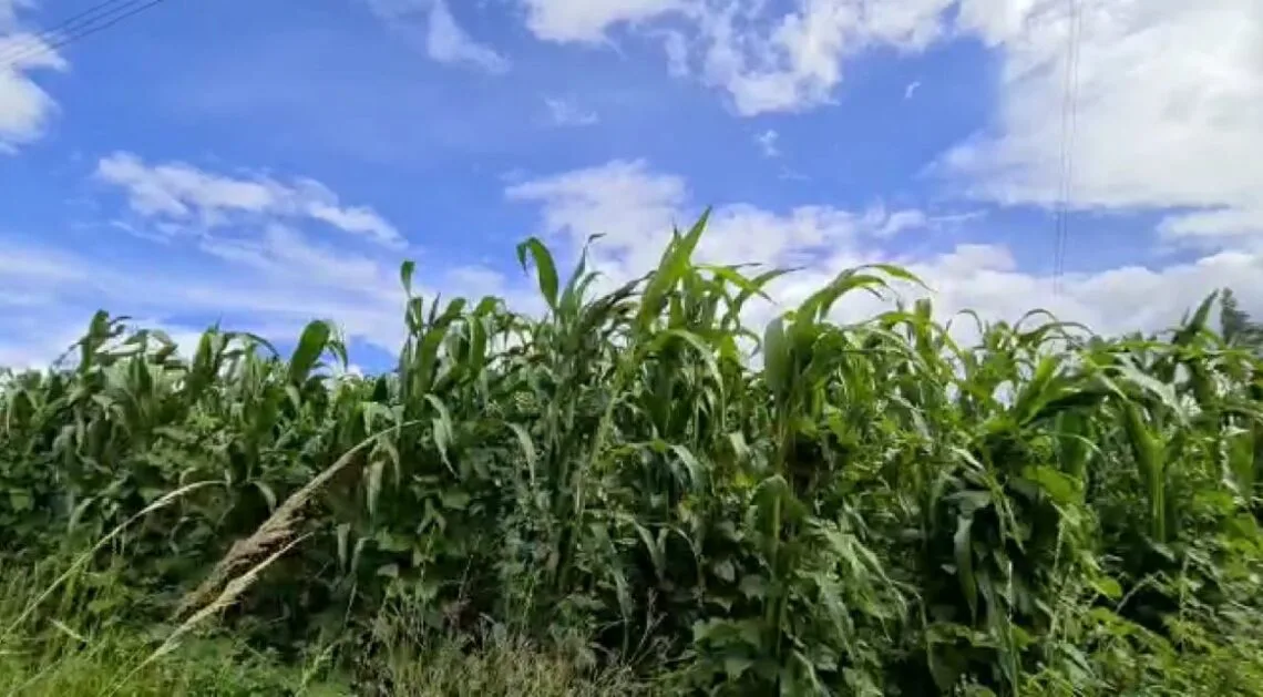 Floresta pionera en Boyacá en proyectos agropecuarios ‘Silos’