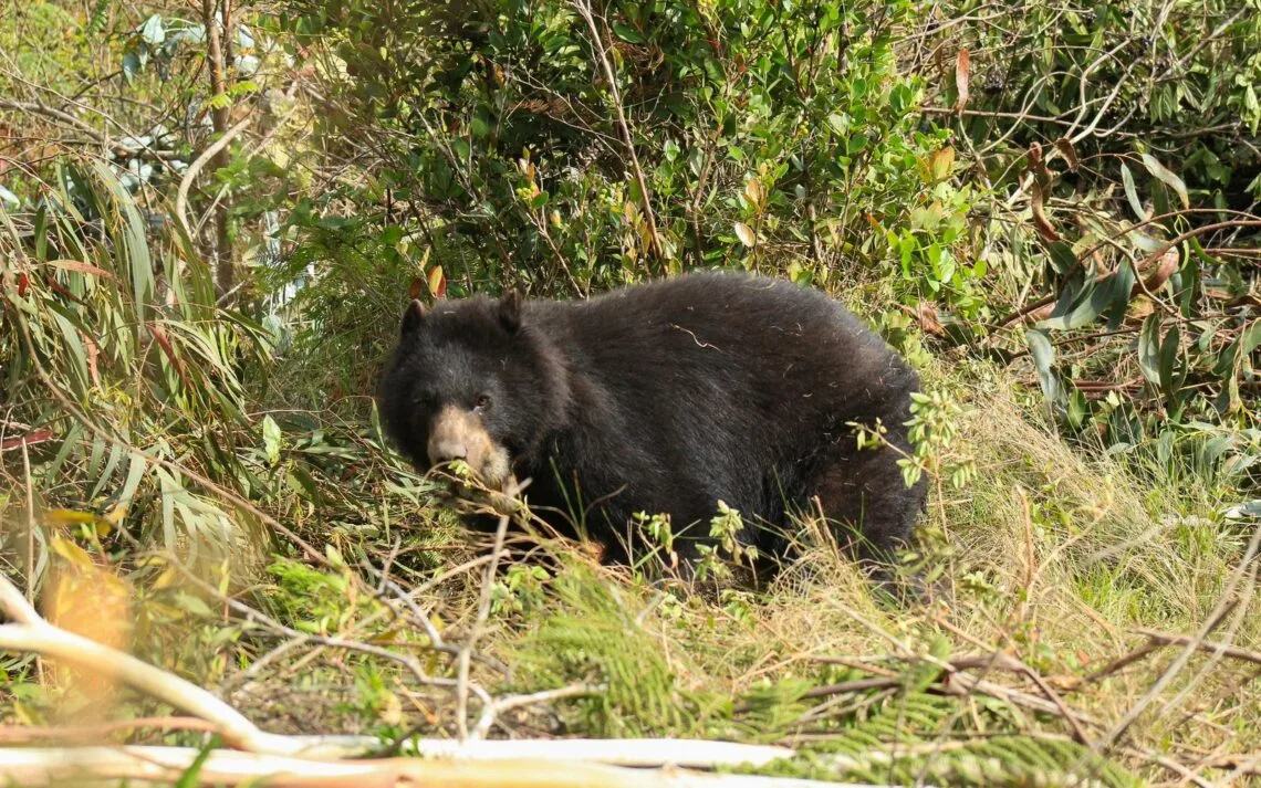 Corpoboyacá pide no atentar contra oso andino que fue visto en Mongua