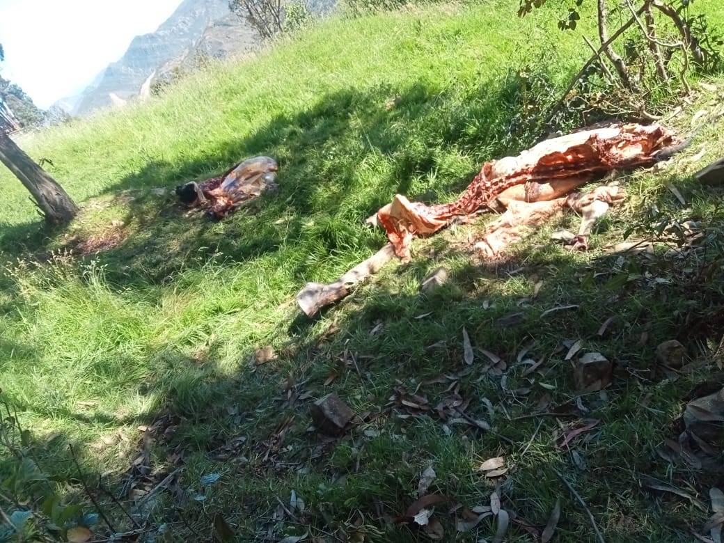  Millonarias pérdidas en ganaderos por abigeato y carneo en Boyacá