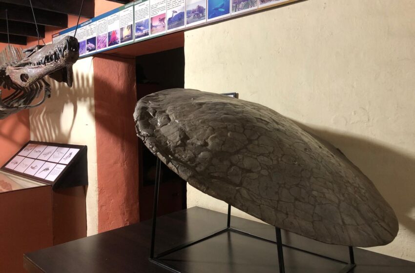  Descubrimiento en Socha: Restos fósiles de una tortuga gigante que habitó hace 57 millones de años, revela detalles de la prehistórica del país