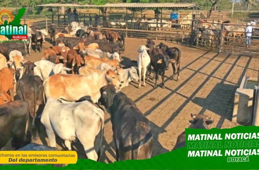 Desde este 3 de septiembre y todos los miércoles, la Administración Municipal de Duitama llevará a cabo el Mercado Ganadero en la Plaza de Ferias