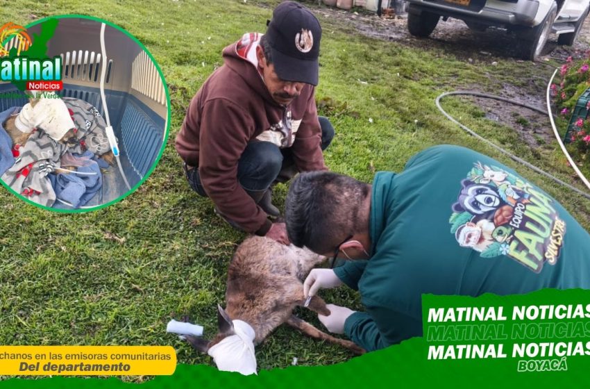  Venado cola blanca regresa a la libertad gracias a Corpoboyacá en Siachoque,Boyacá