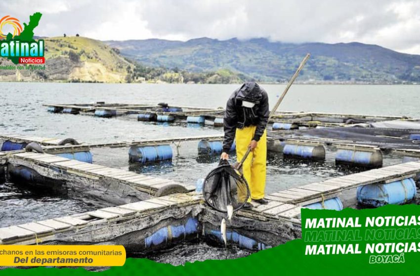  ¡Destacado! El Lago de Tota en Boyacá, es el mayor productor de trucha a nivel nacional