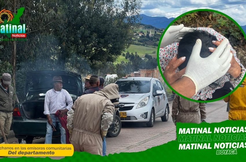  Seis personas resultaron heridas tras ataque de abejas en el cementerio de Oicatá